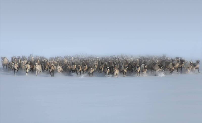 олени, ямал, стадо, движение, россия, север, арктика, тундра, снег, олень Странники Севера фото превью