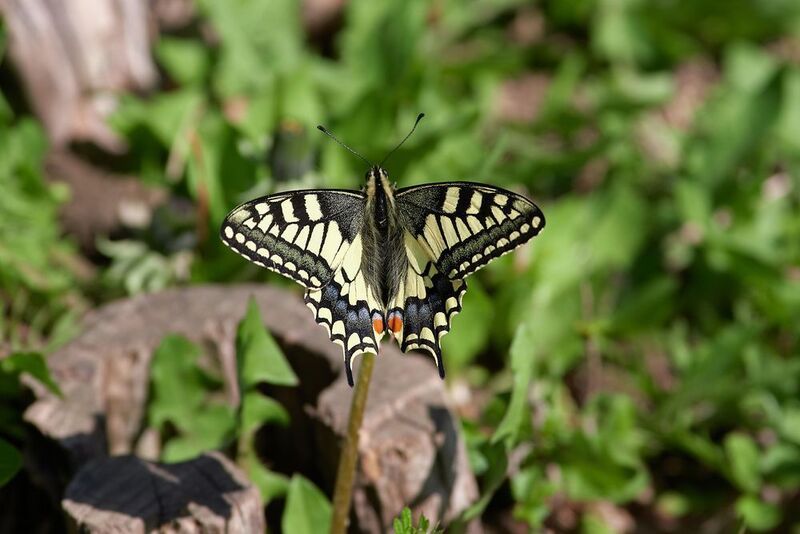 махаон, волгоград Махаон фото превью