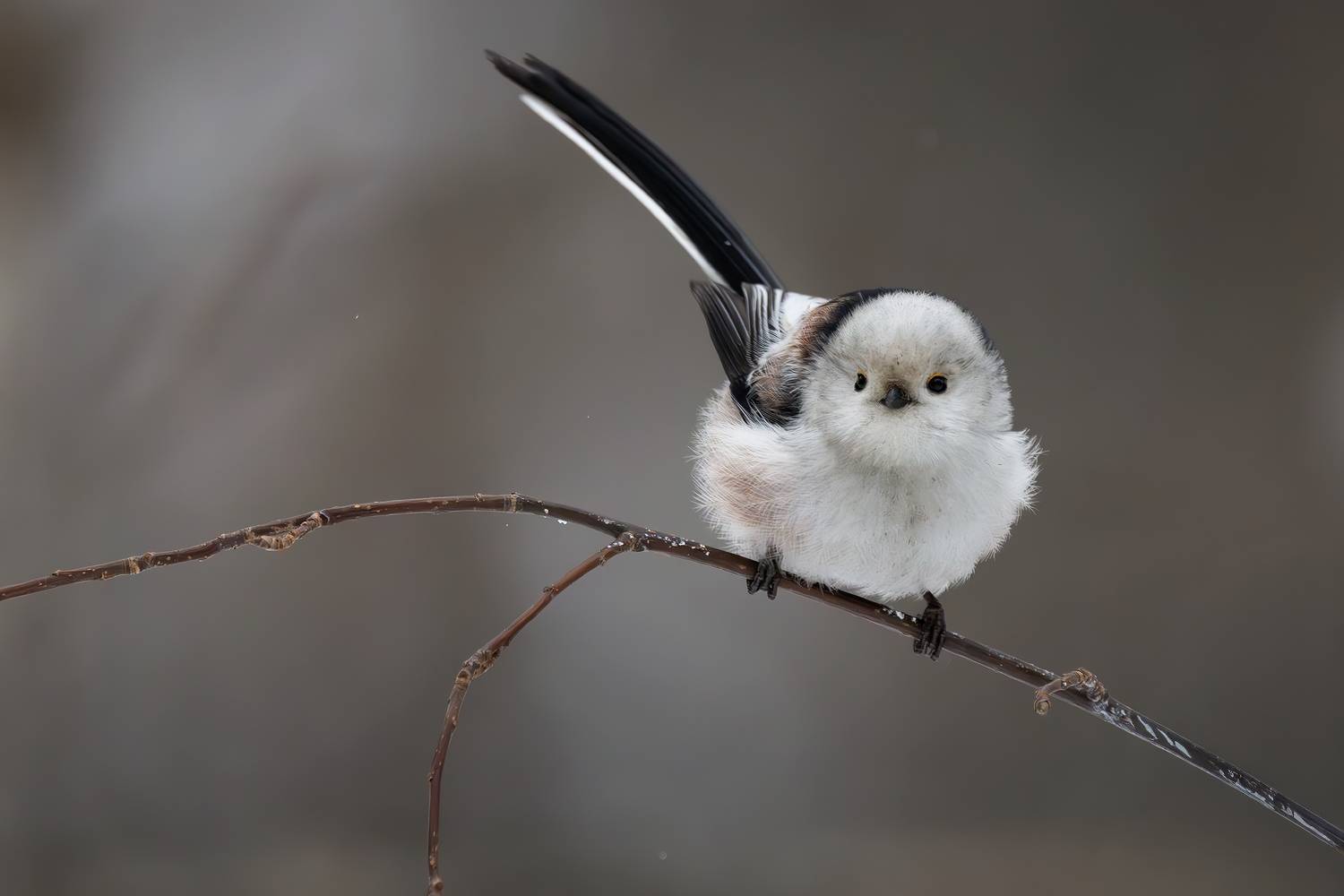 , Марат Кучкаев