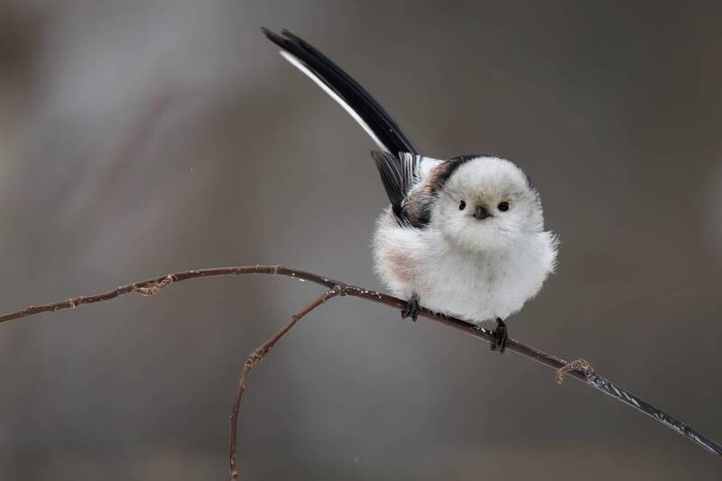 Ополовник фото превью