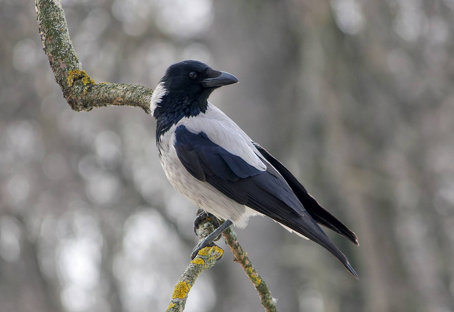 ворона, серая ворона, corvus cornix, КарОл