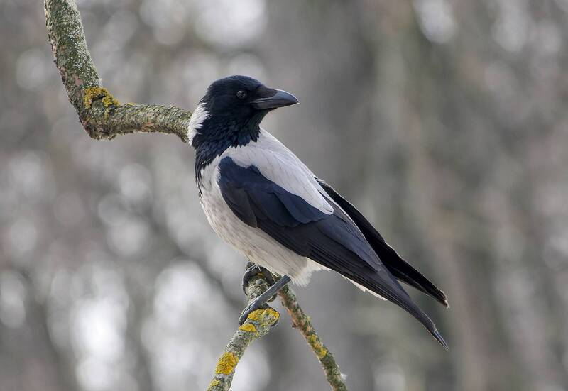 ворона, серая ворона, corvus cornix Серая ворона фото превью