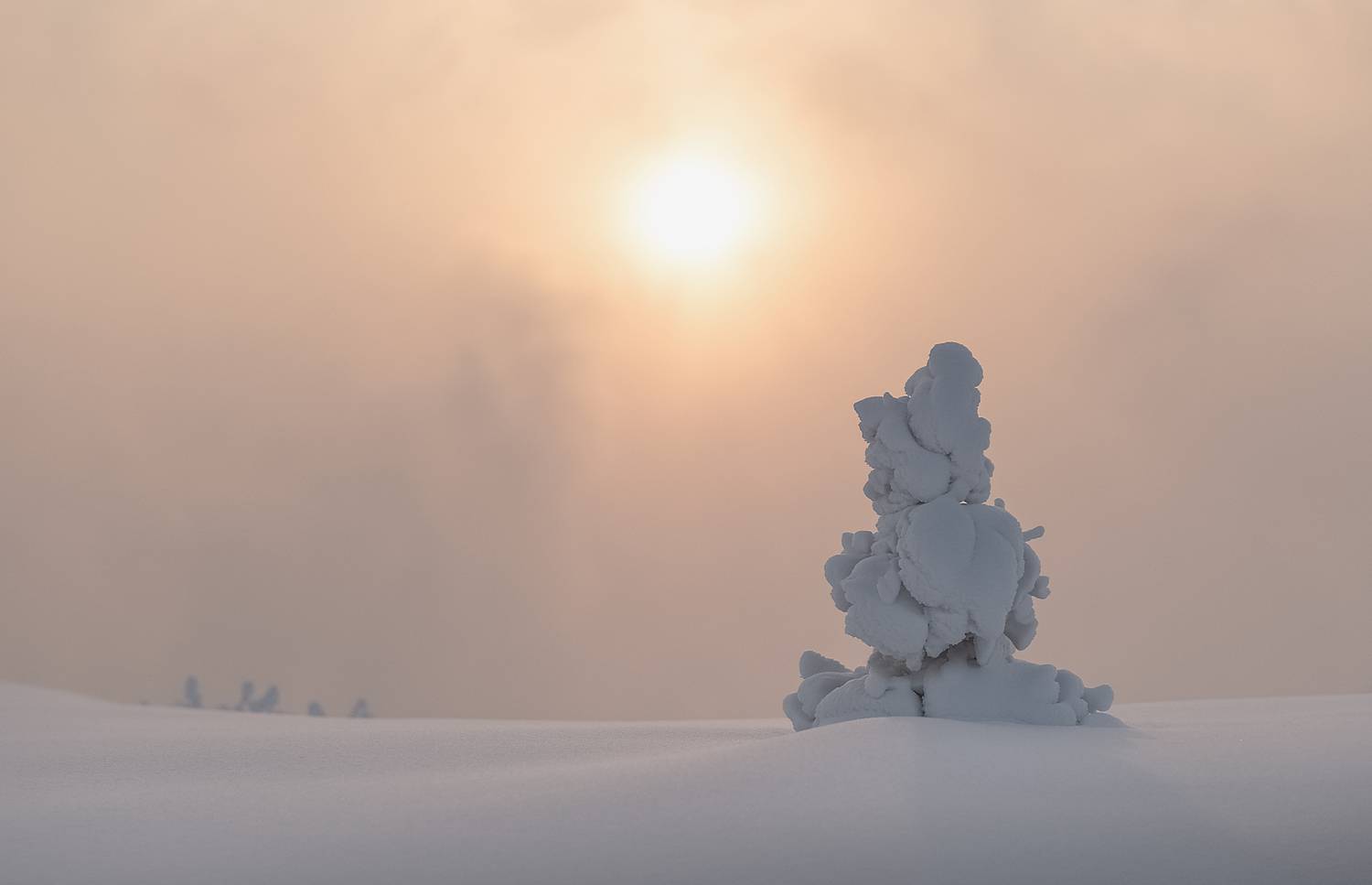 зима, закат, елочка, мороз, сибирь, красноярск, Марина Фомина