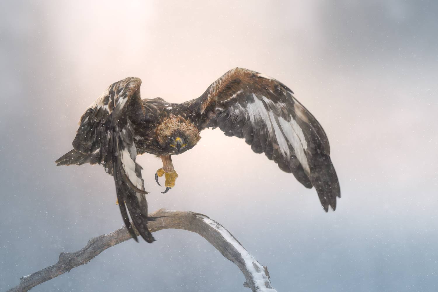 беркут, golden eagle, птицы, хищник, птица, birwatching, фотоохота, природа, лес, зима, снегопад, снег, Беларусь, Михаил Ездаков