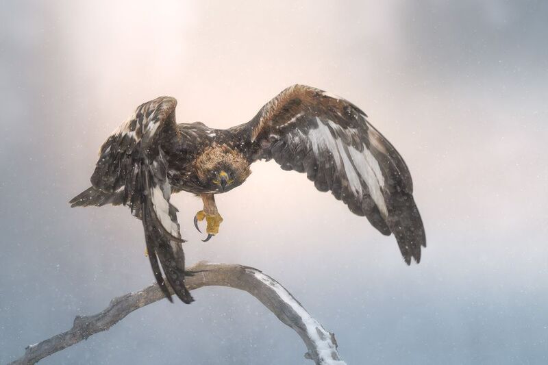 беркут, golden eagle, птицы, хищник, птица, birwatching, фотоохота, природа, лес, зима, снегопад, снег, Беларусь Выпустить шасси фото превью