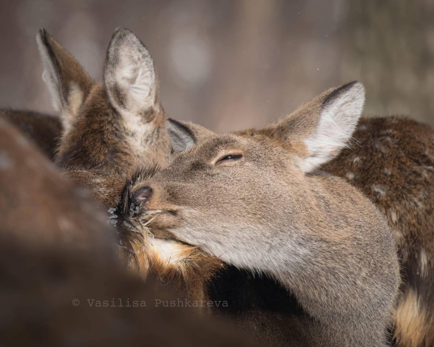 Пятнистые, олени, Пушкарева Василиса