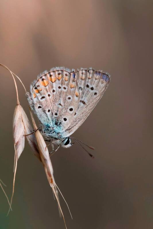 Пастель фото превью