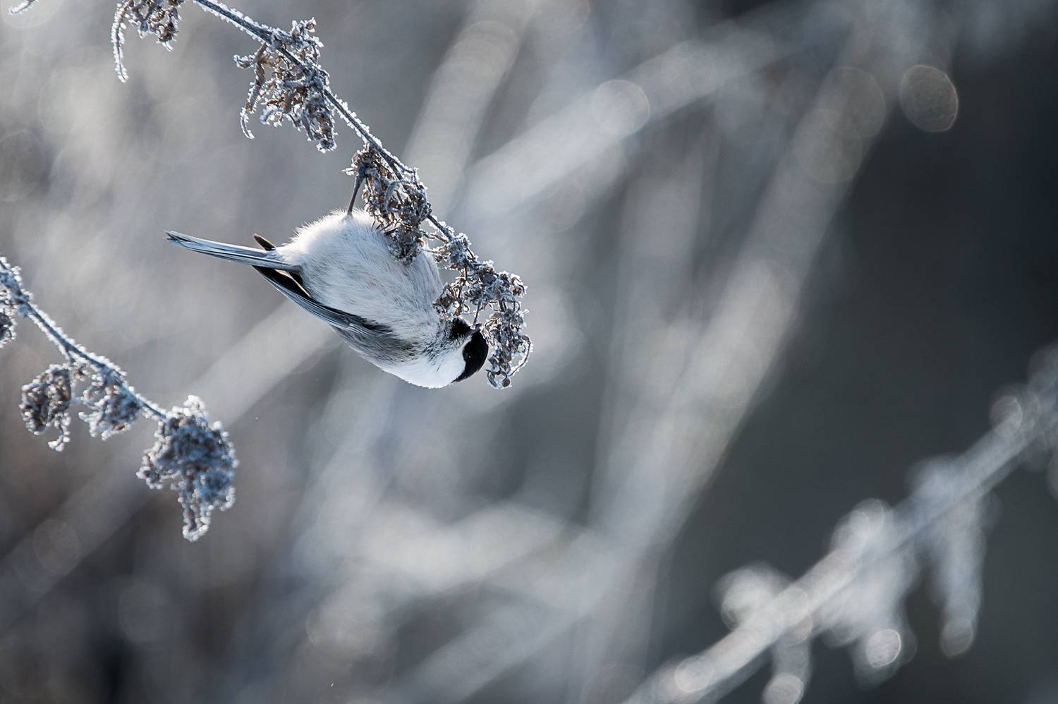 пухляк, птица, зима, Anton