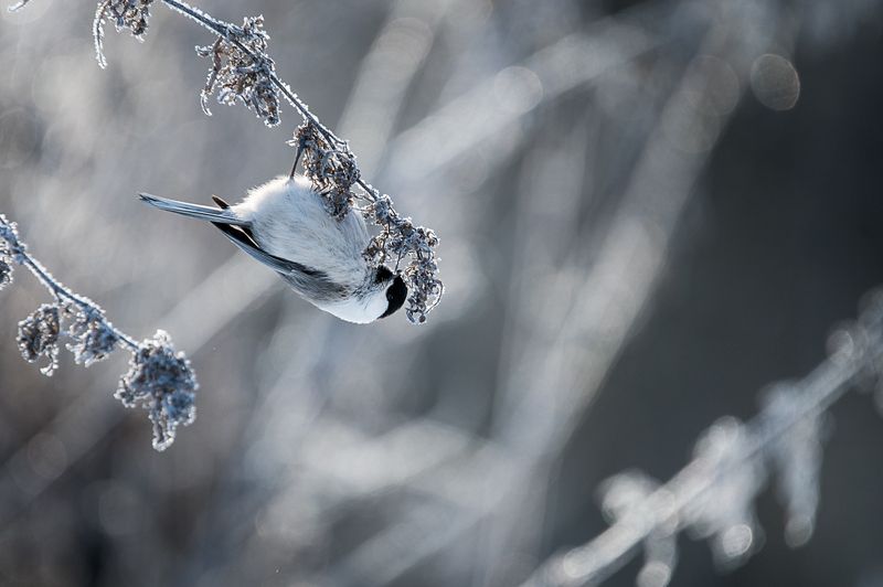 пухляк, птица, зима пухляк  фото превью