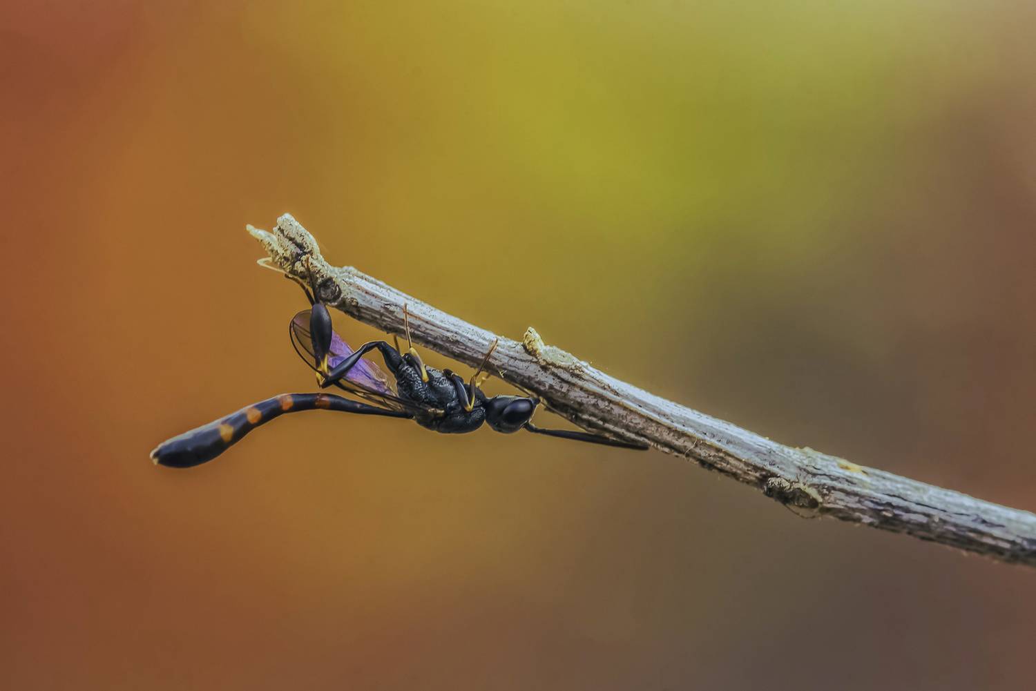 nature, close-up, outdoor, insects, arthropods, summertime, wasp, himenoptera, Andr&eacute;s Emilio