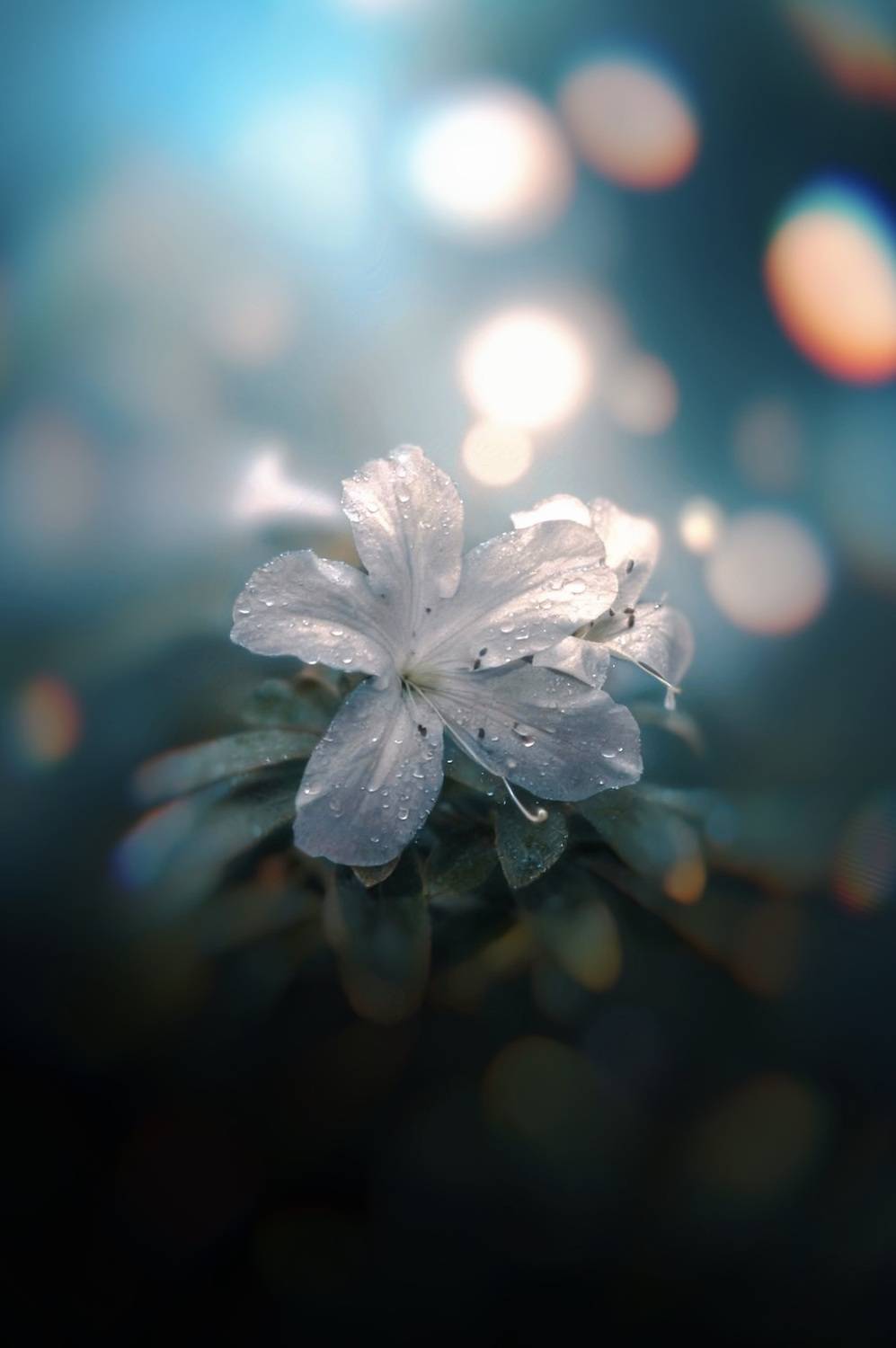 макро, macro, азалия, Julia Kaissa