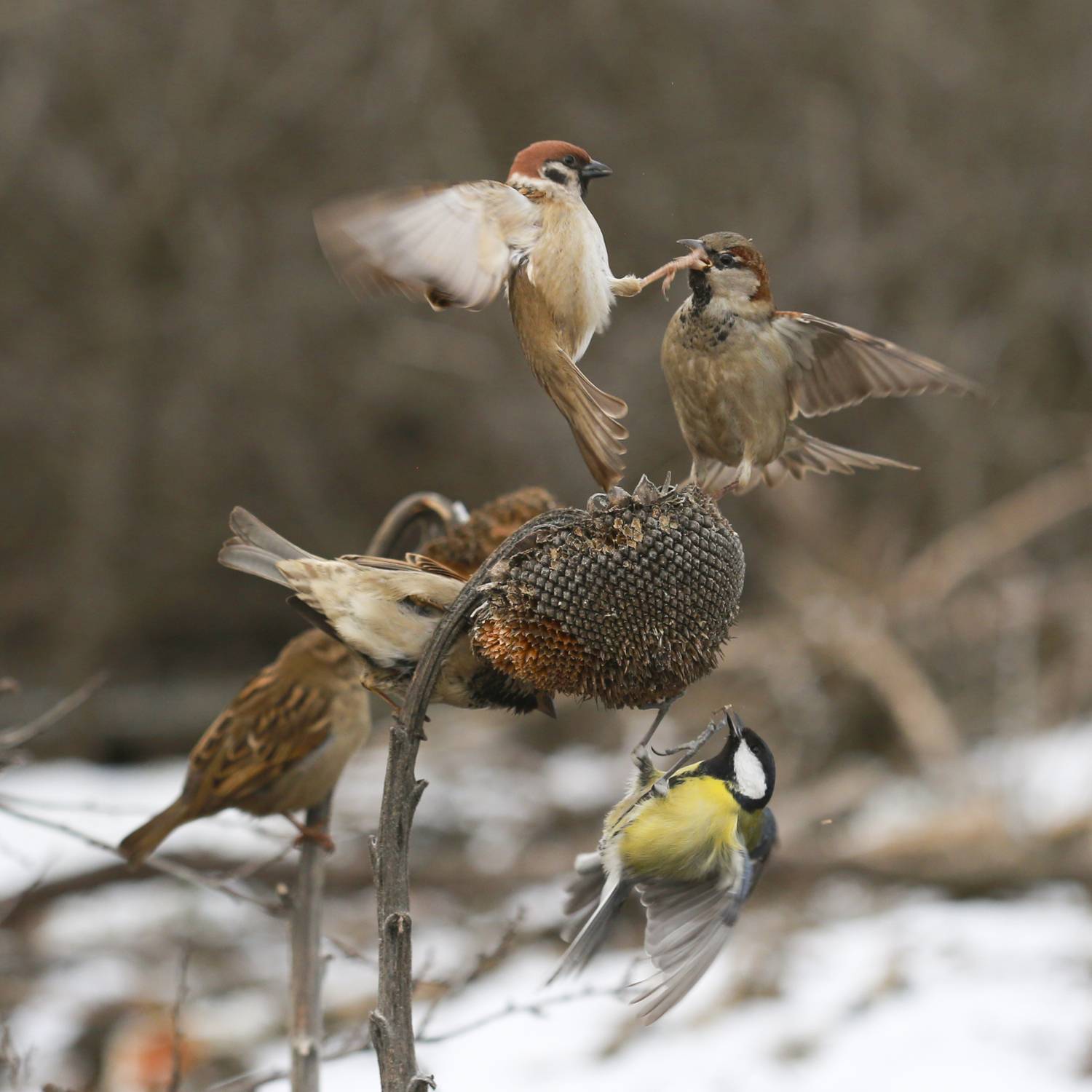природа, Валерий Черняк