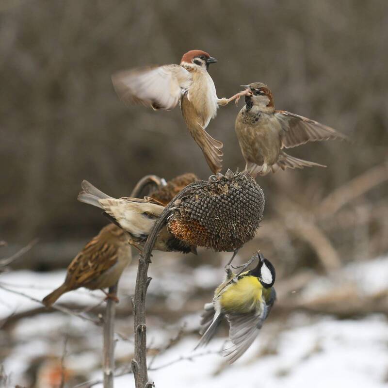 *** фото превью