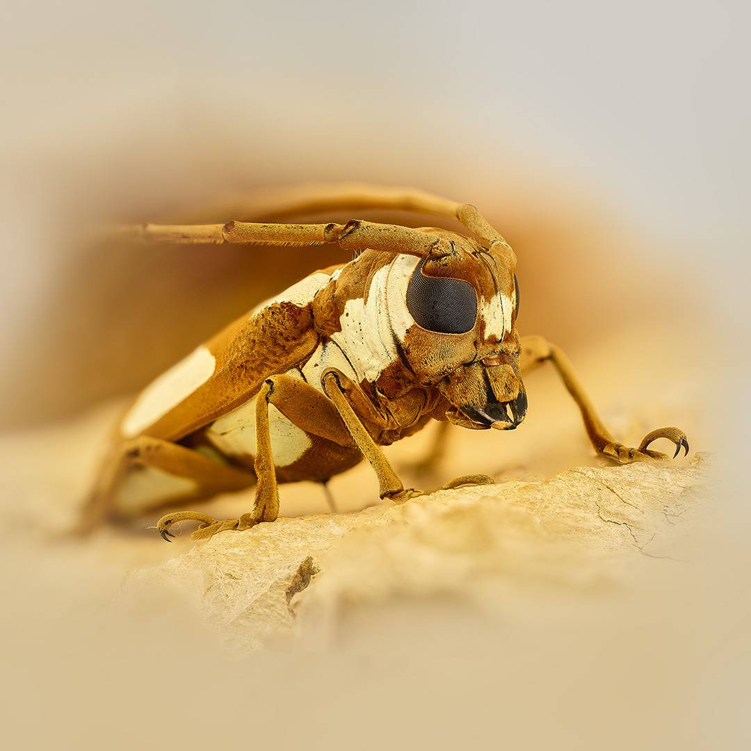 coleoptera, cerambycidae, prosopocera lactator, Kavaliauskas Eugenijus