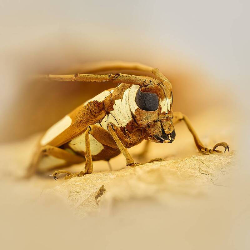 coleoptera, cerambycidae, prosopocera lactator *** фото превью