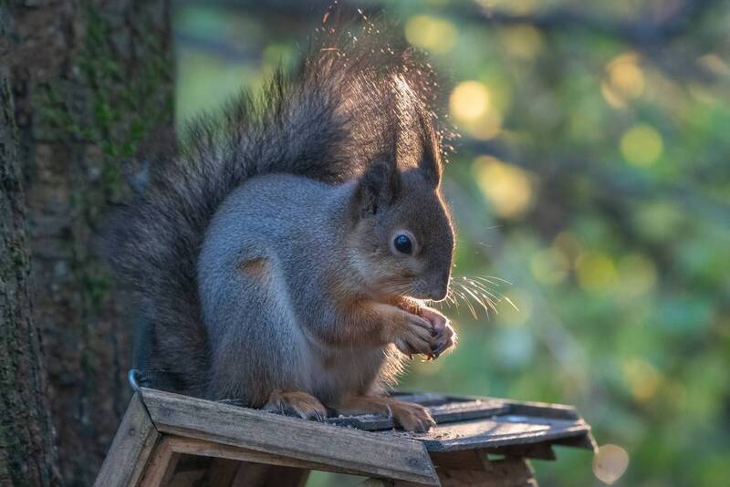 Белочка фото превью