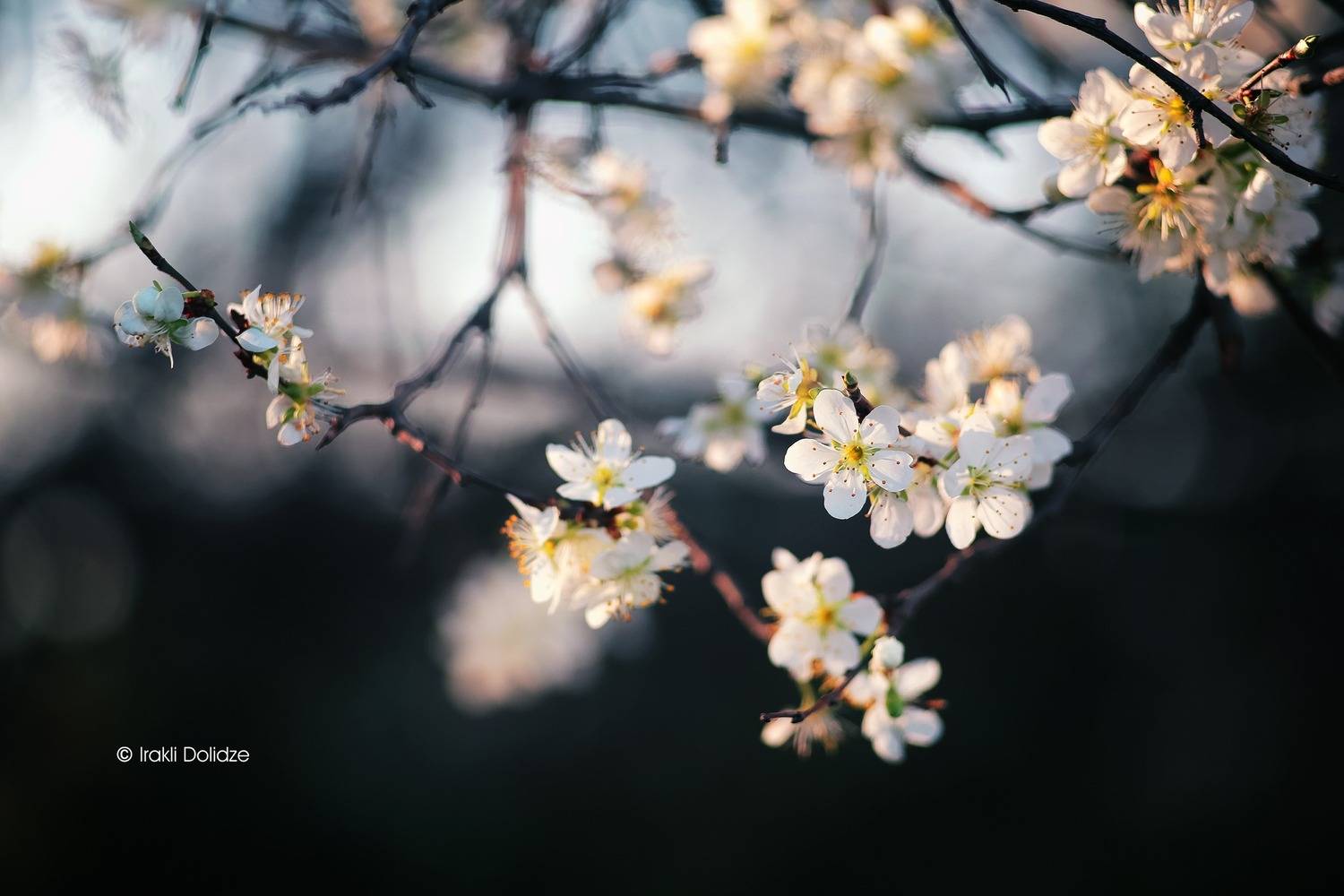 macro, spring, canon, bokeh, photography, დოლიძე ირაკლი