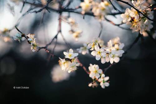 Spring
