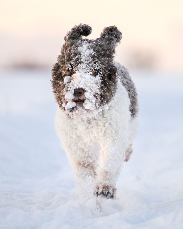 Snowdog фото превью