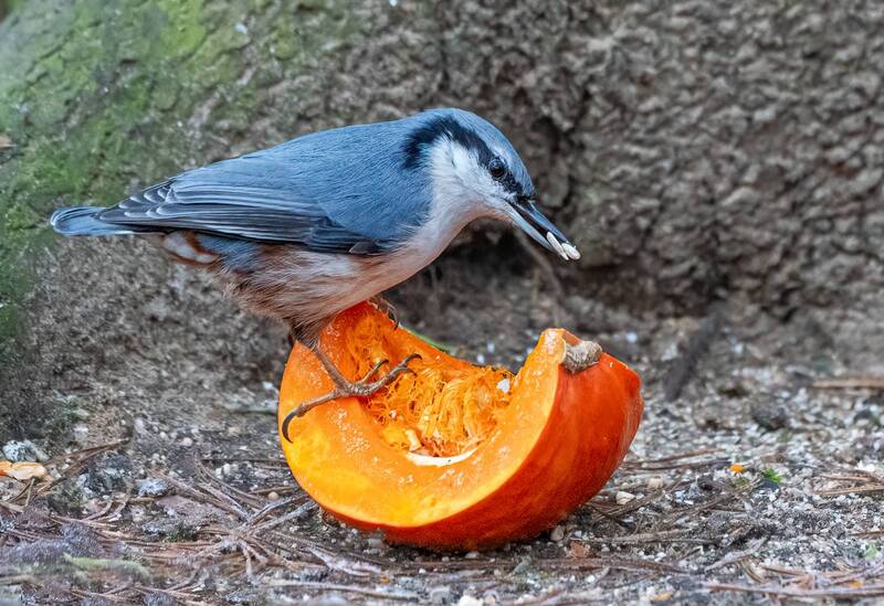 Тыква фото превью