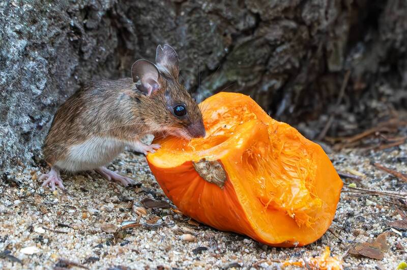 Тыква фото превью