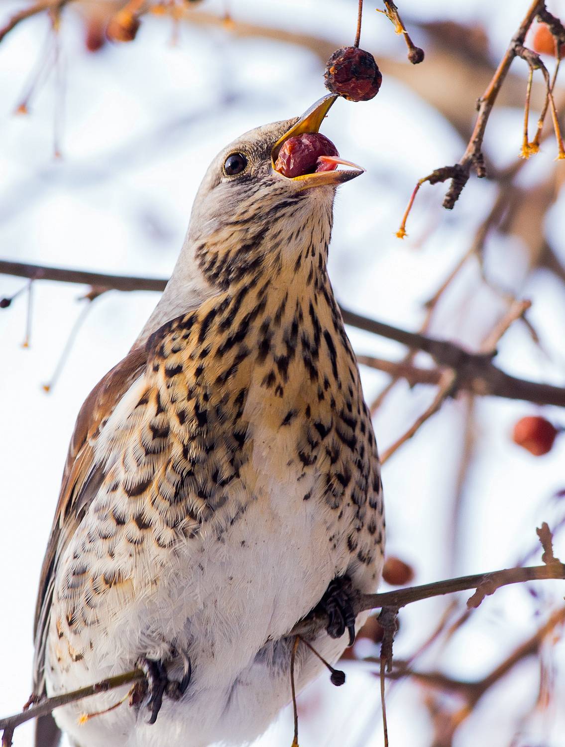 , Сосновских Вячеслав