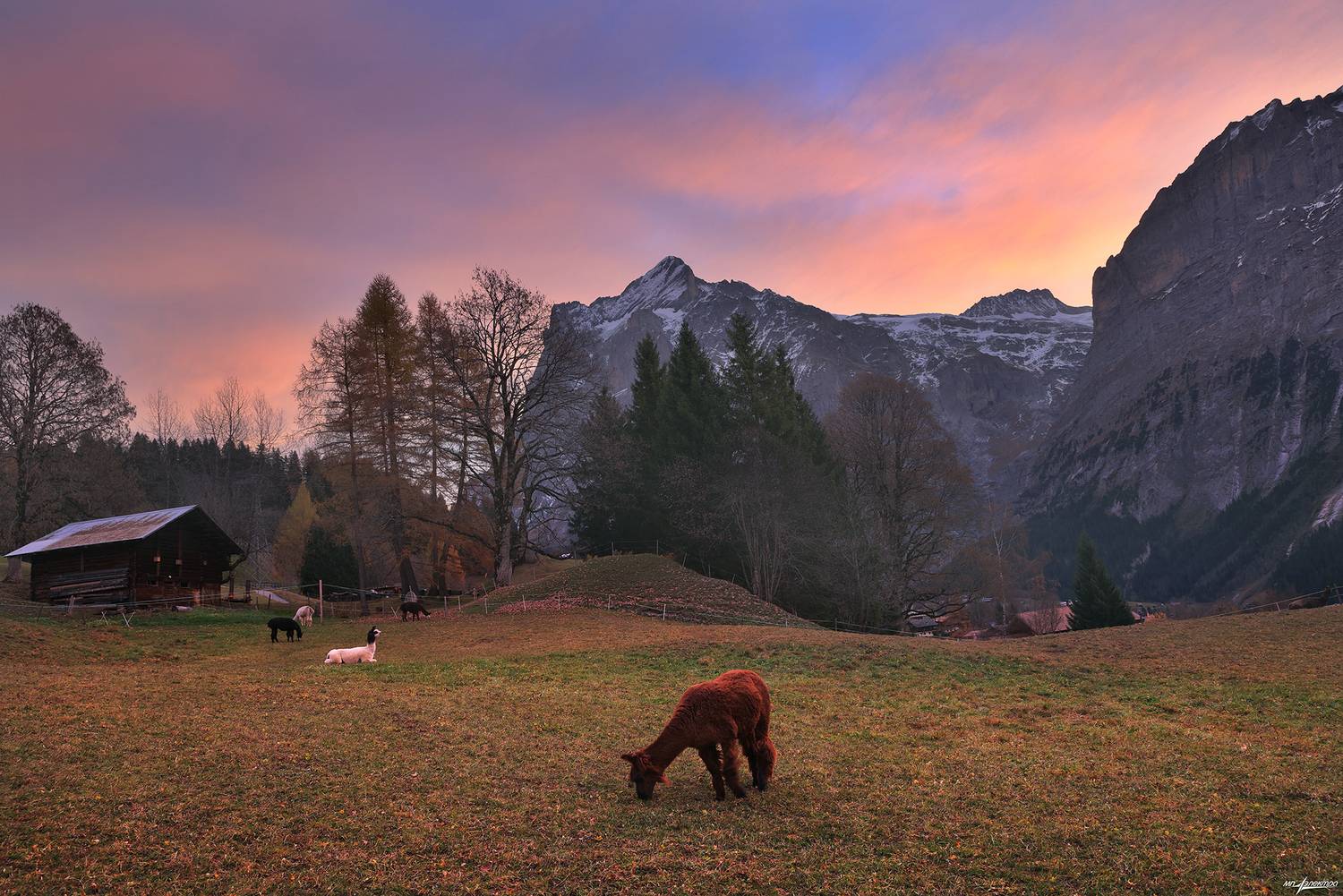 swiss, Матвеев Николай