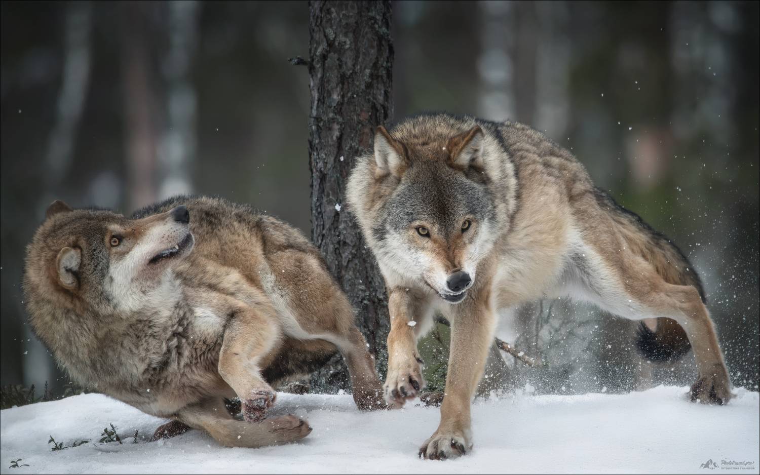 волк, волки, фотосъемка волков, фототур в красный бор, фотоохота в беларуси, фототур съемка животных, фототуры 2026, Влад Соколовский
