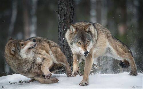 Умри, замри, воскресни ..