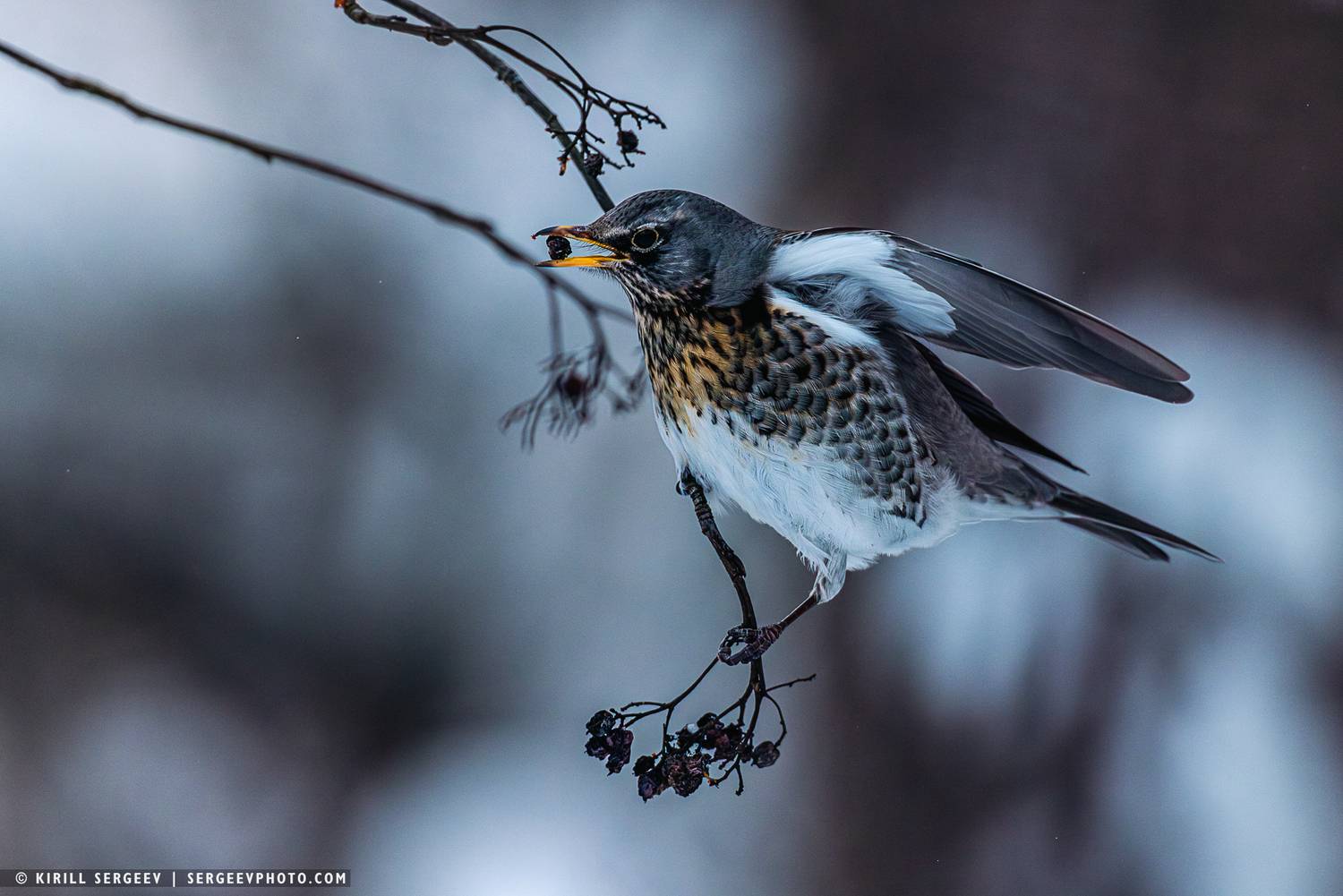 дрозд рябинник, птица, бёрдвотчинг, дрозд, природа, лес, орнитология, москва, телефото, зима, дерево, fieldfare, bird, birdwatching, thrush, nature, forest, ornithology, moscow, telephoto, winter, tree, Kirill Sergeev