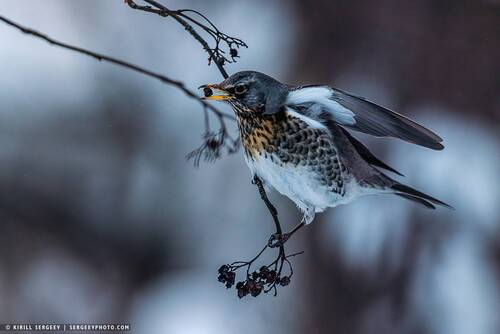 Дрозд-рябинник за трапезой | Fieldfare at a meal