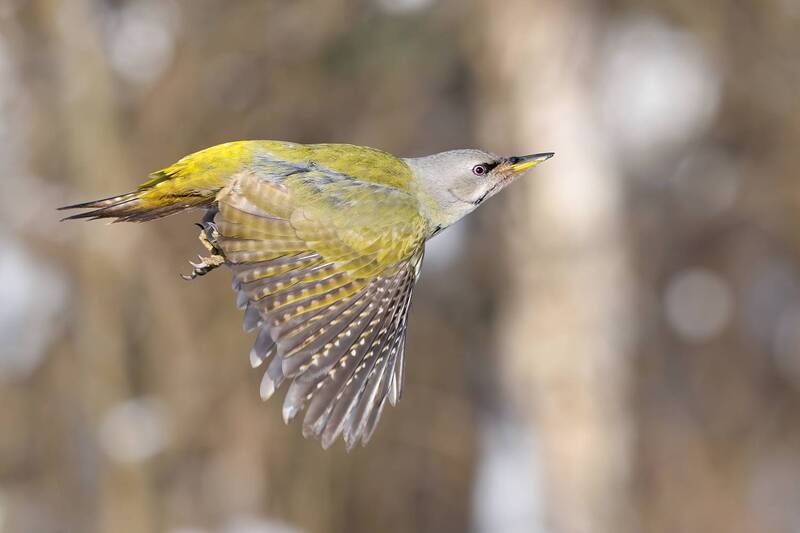 Седой дятел, или седоголовый дятел — Picus canus. фото превью