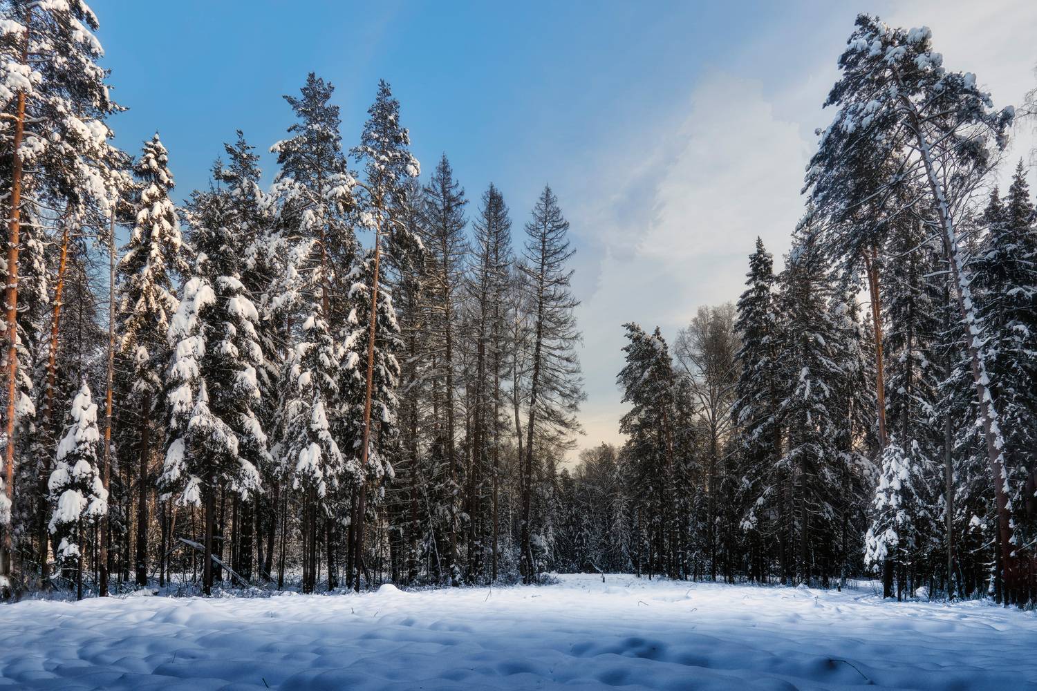 лес, деревья, снег, Валерий Вождаев