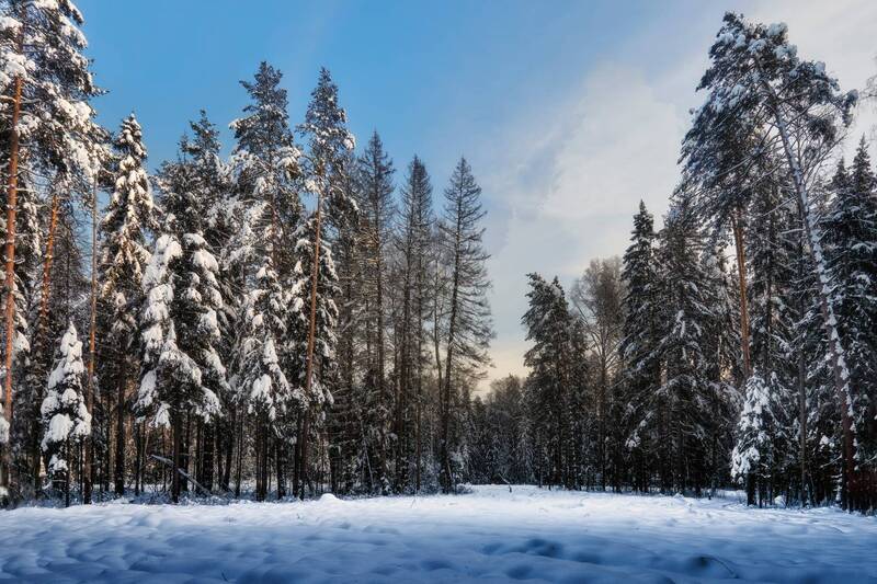 В заснеженном лесу фото превью