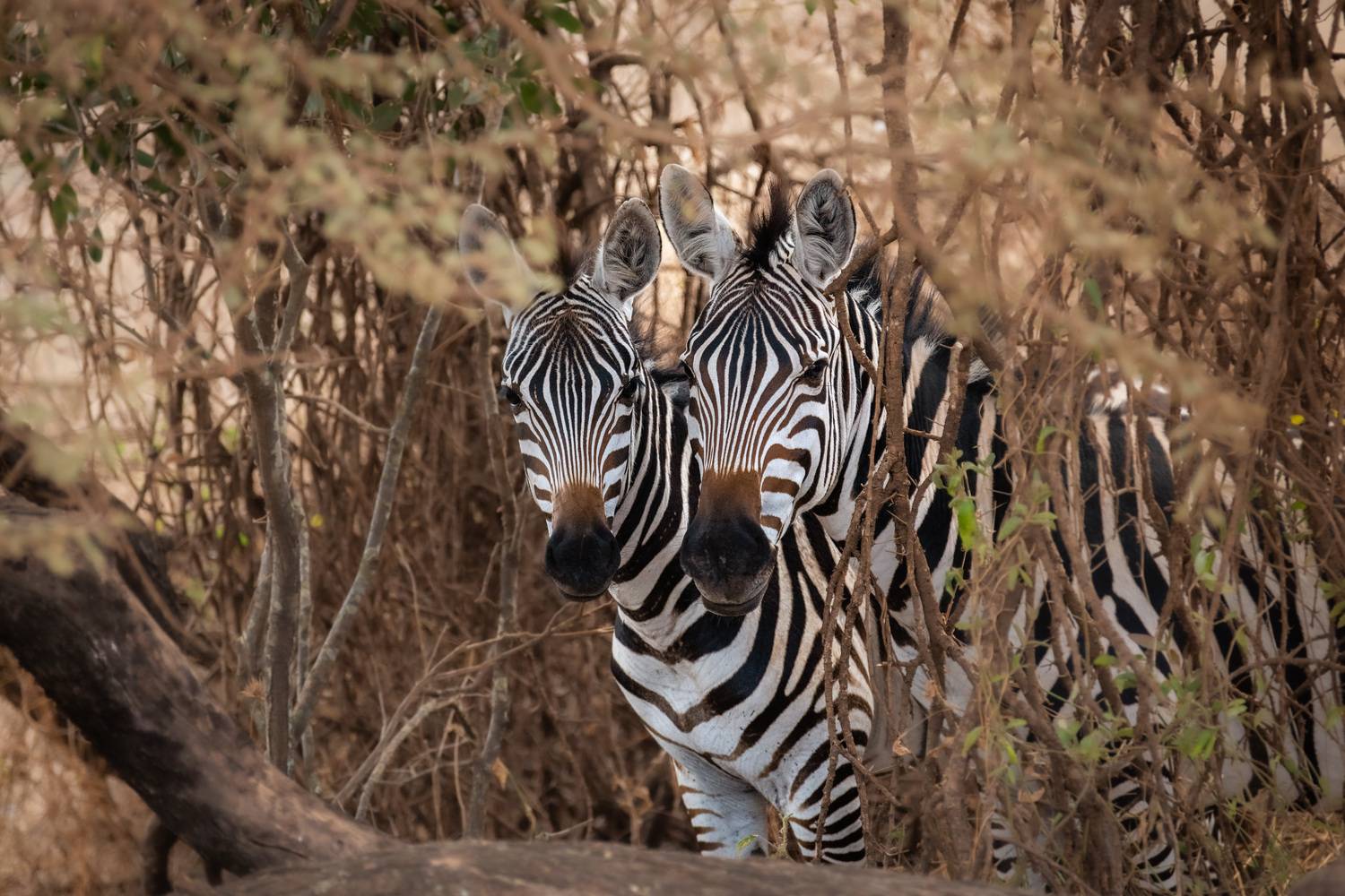 , Николаев Дмитрий