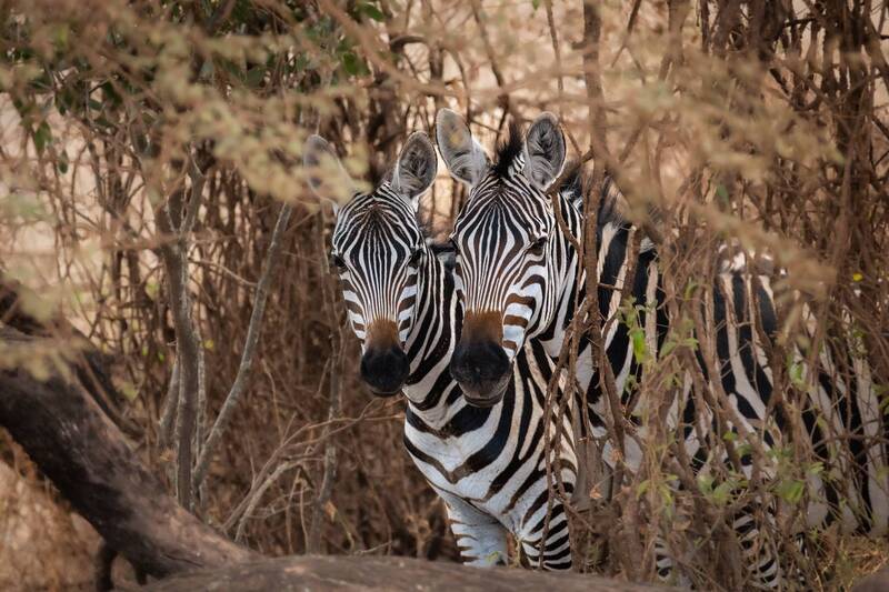 В засаде. фото превью