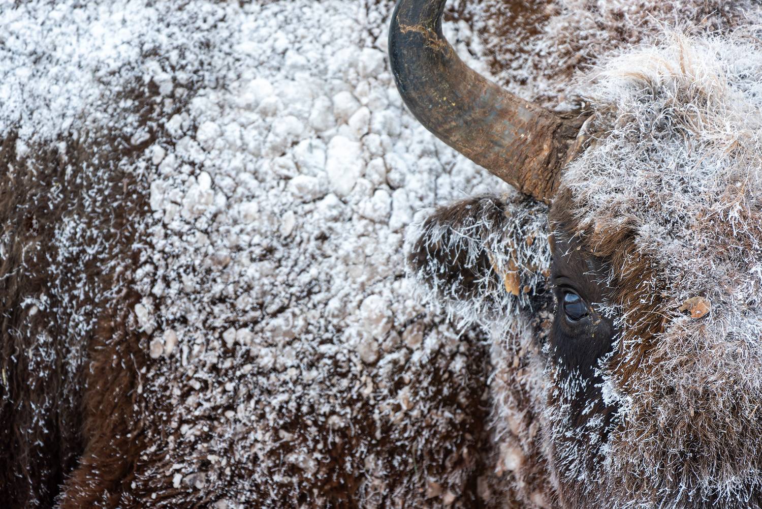 зубр, заповедник, калужские засеки, природа, european bison, bison, nikon, wildlife, игорь зубков, Игорь Зубков