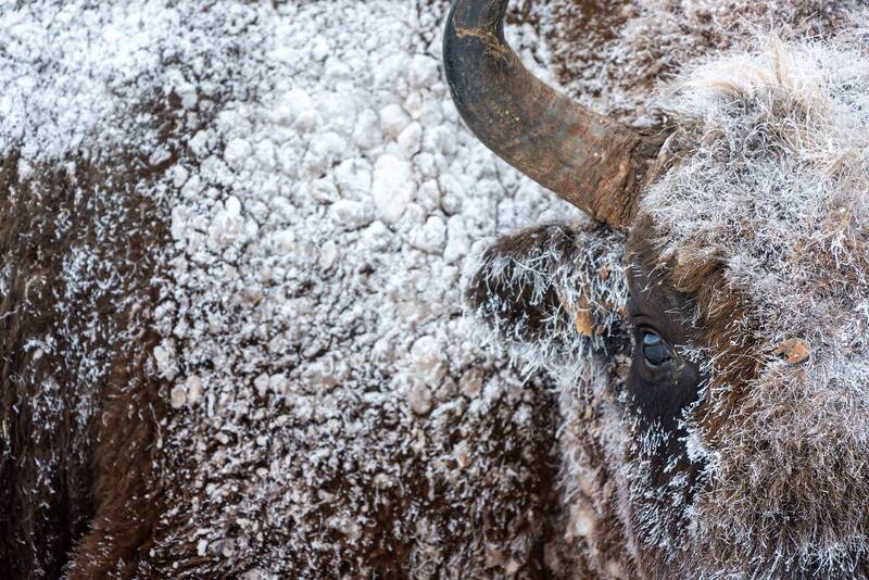 зубр, заповедник, калужские засеки, природа, european bison, bison, nikon, wildlife, игорь зубков  фото превью