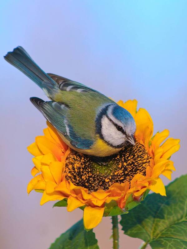 лазоревка, parus caeruleus Лазоревка на Солнышке фото превью