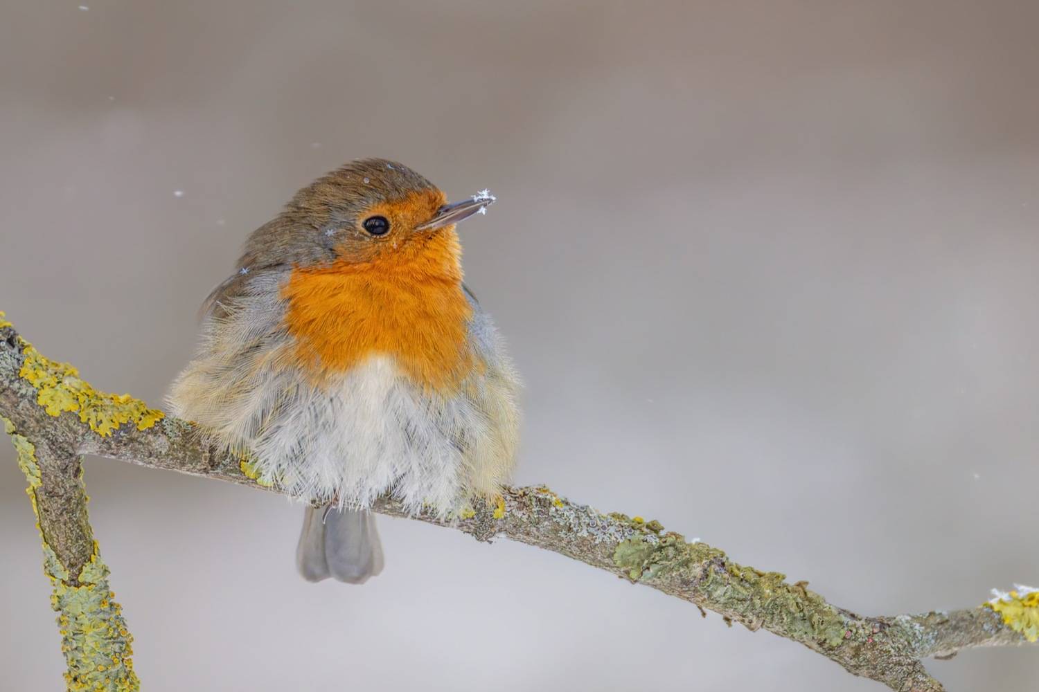 зарянка, малиновка, птицы, Ruslan Pl