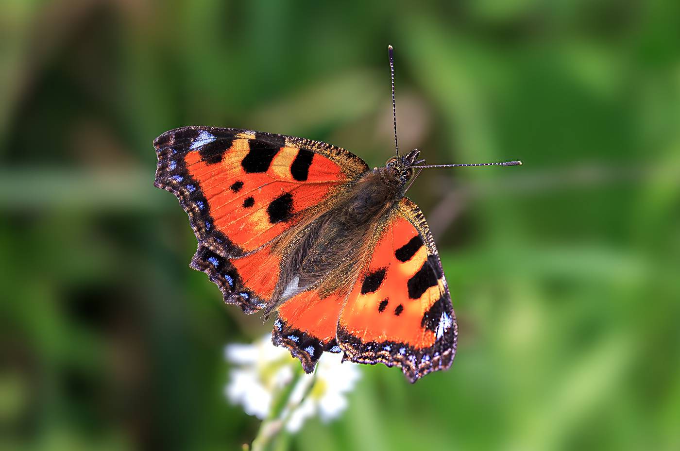 насекомые, бабочка, нимфалида, крапивница, лето, Борис Новиков