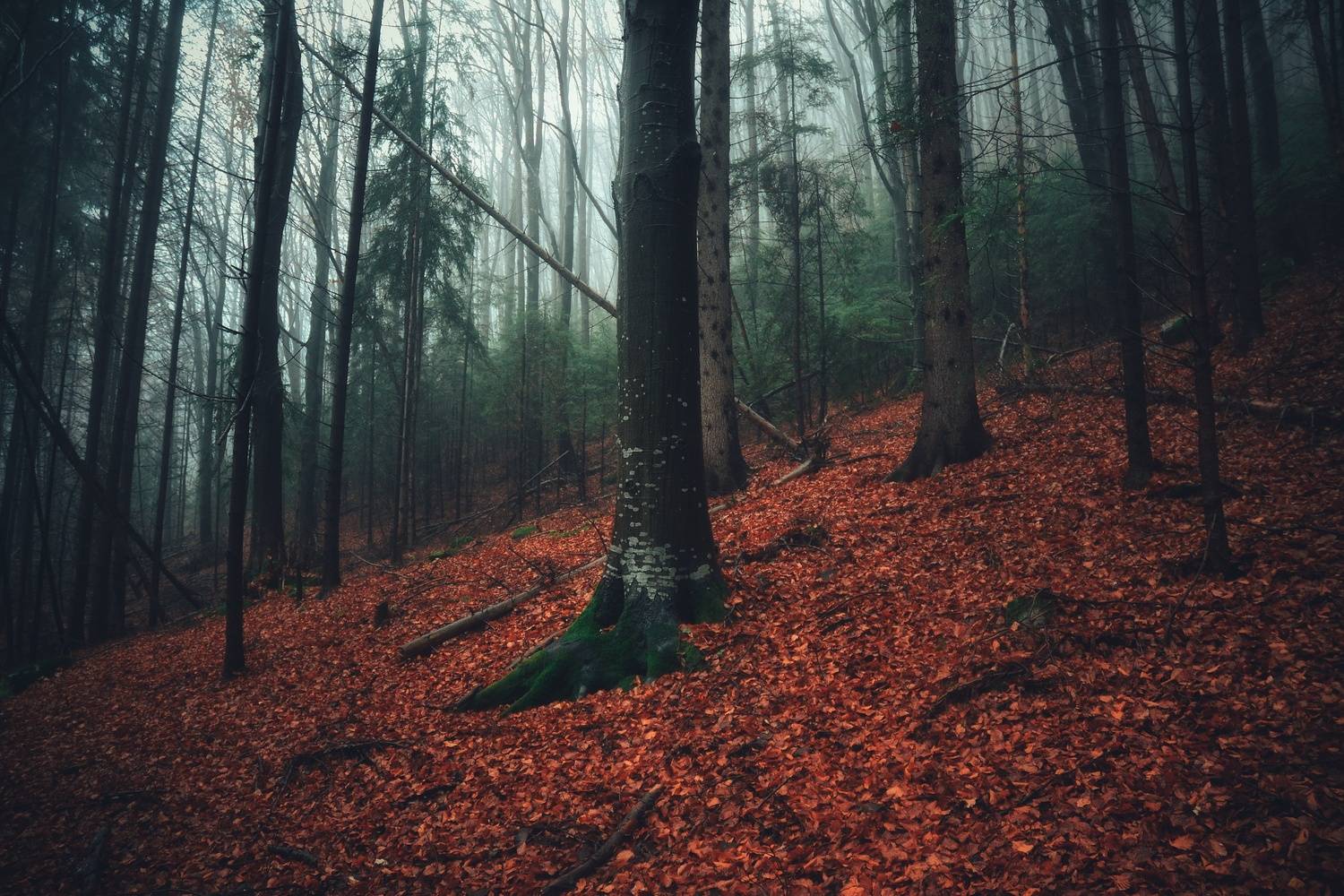 , Юлияна Стоянова