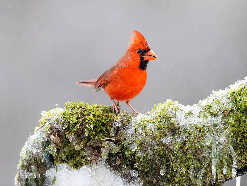 красный кардинал, northern cardinal, cardinal, кардинал, зима, winter bird, птицы, snow, winter, cold Northern Cardinal  - Красный Кардинал фото превью