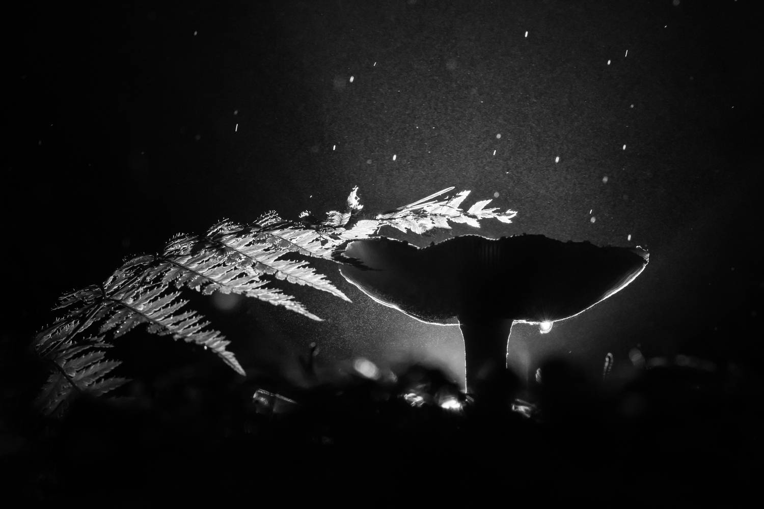 мухомор, чб, ночной дождь, Ксения Соварцева