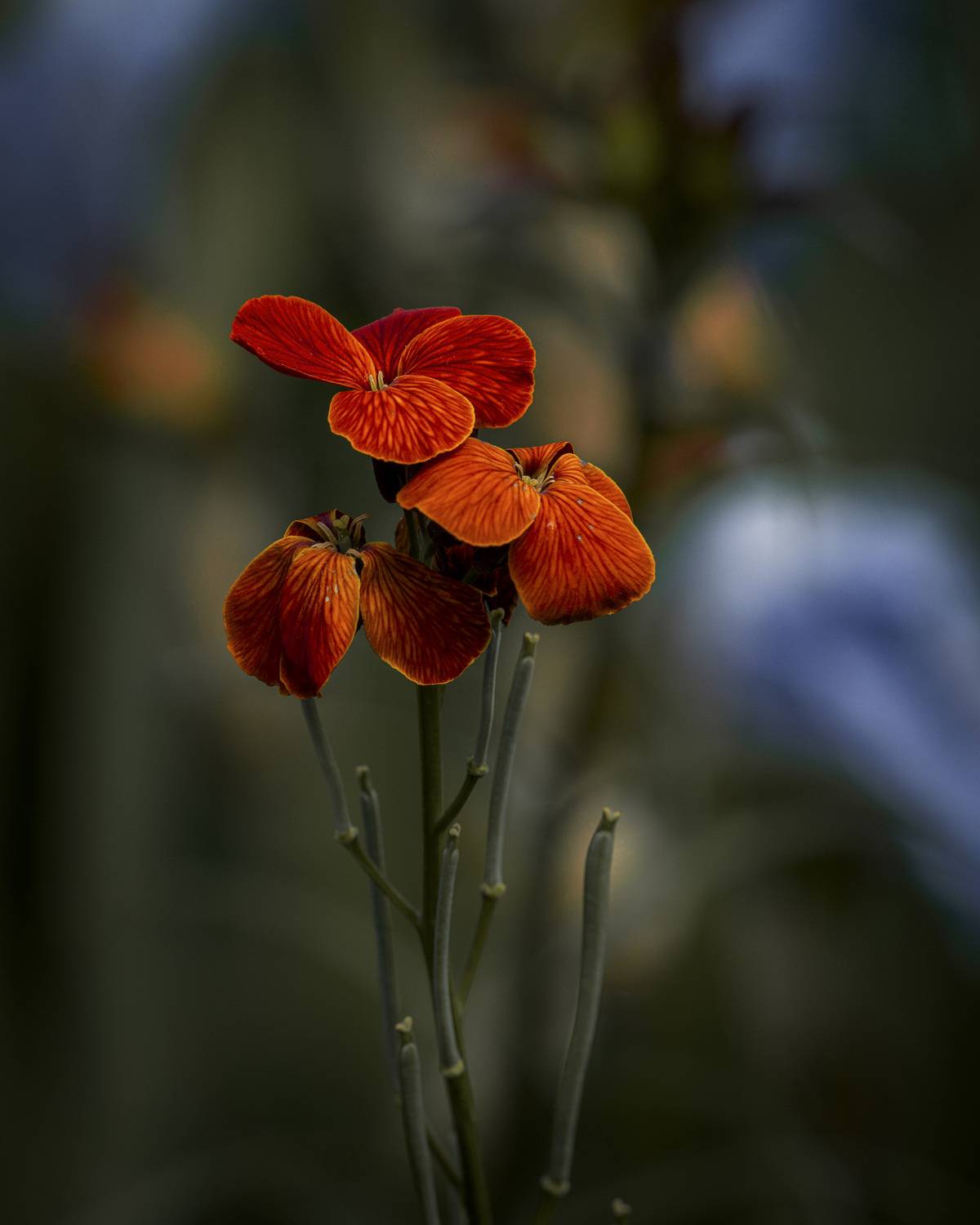 , Denis Cristian BURMELEAC