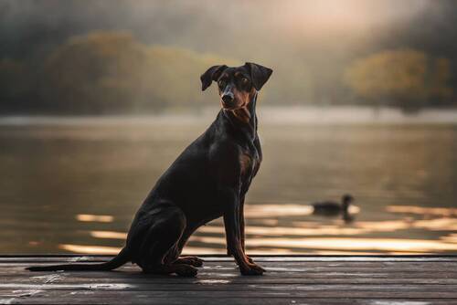 German Pinscher and a duck in the fog