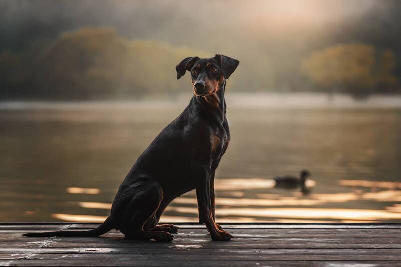 German Pinscher and a duck in the fog фото превью