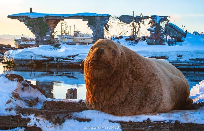Сивуч фото превью