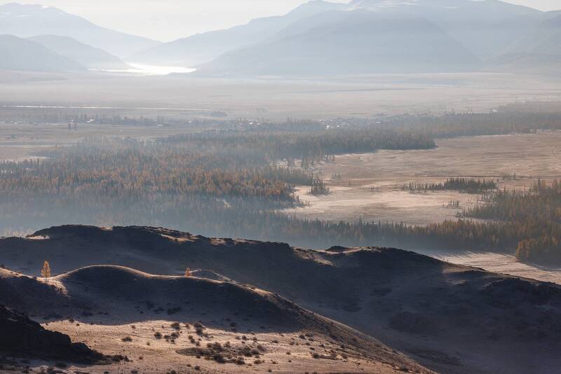 Курай фото превью