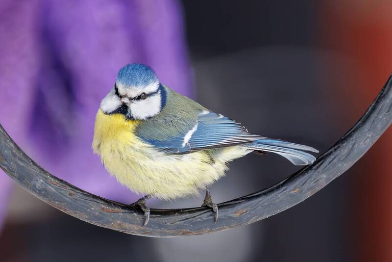Лазоревка фото превью